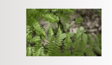 Polypodium leucotomos :te cuento sus beneficios