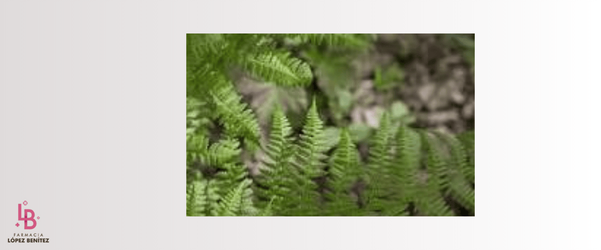 beneficios Polypodium leucotomos
