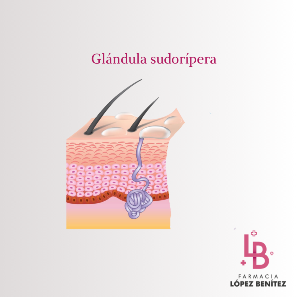 glandola sudorípara